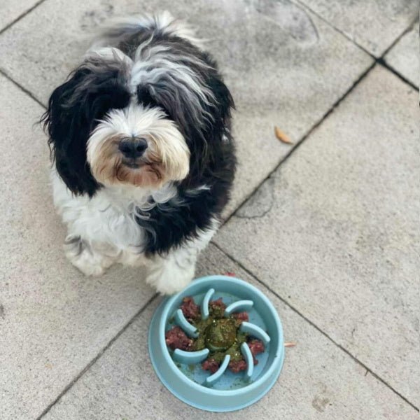 Slow Feeder Sun Dog Bowl - Slow Feeding Bowls from . at DoggyTopia
