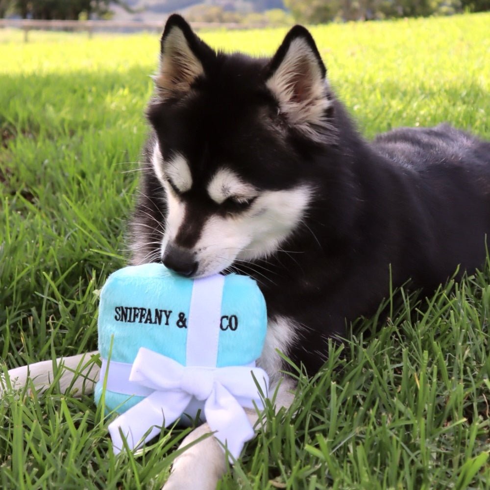 Sniffany & Co Box Dog Toy - Designer Toys from Dog Diggin Designs at DoggyTopia