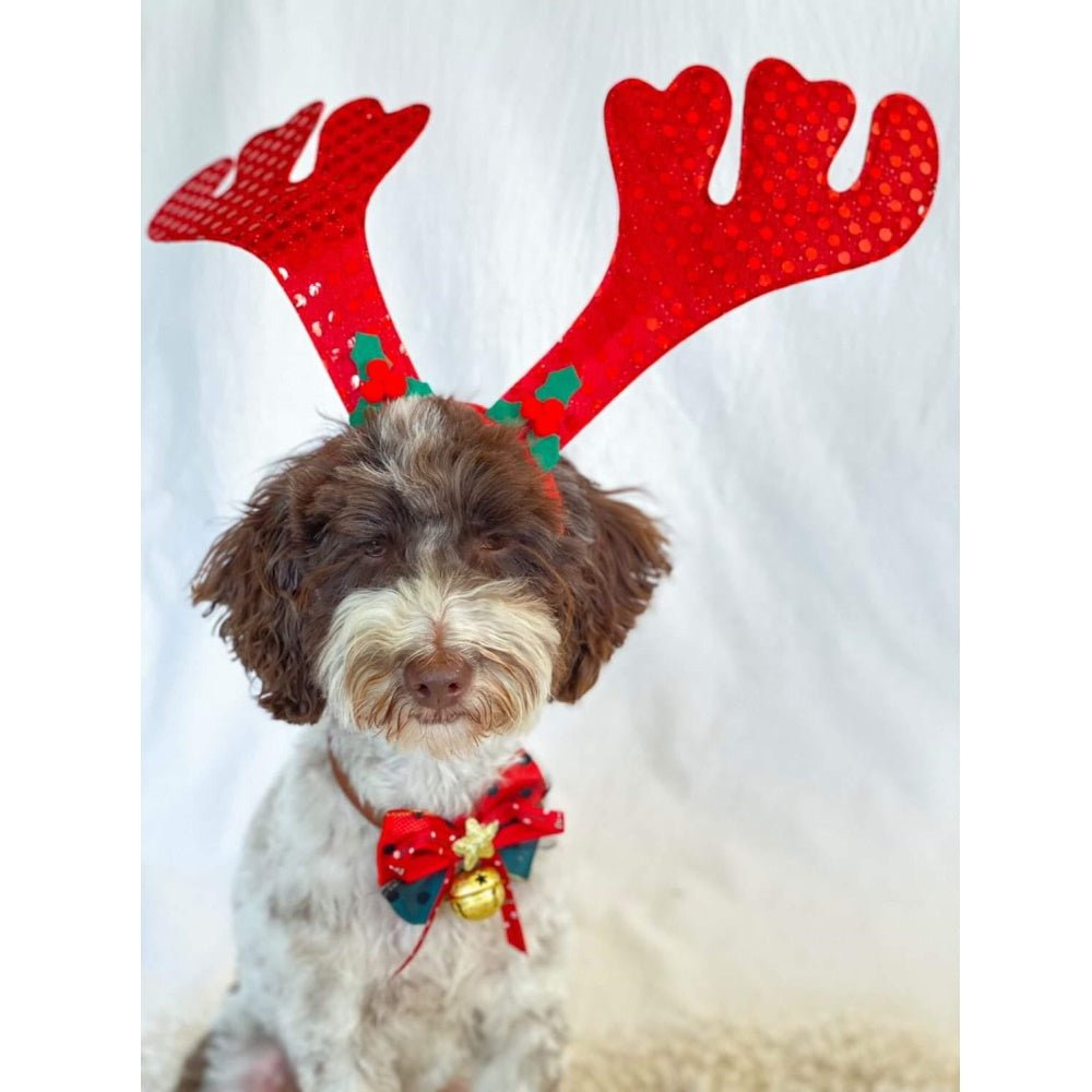 Star Bow Knot Christmas Collar - Christmas Collar & Bow Ties from Sale at DoggyTopia