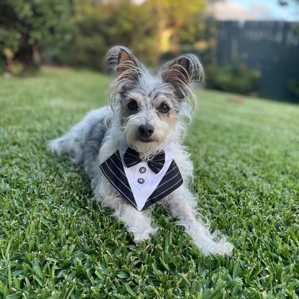 Tuxedo Dog Bandana - Pinstripe - Tuxedo Bandanas from . at DoggyTopia