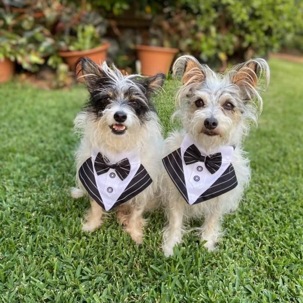 Tuxedo Dog Bandana - Pinstripe - Tuxedo Bandanas from . at DoggyTopia