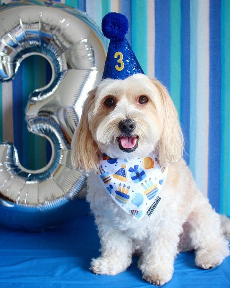 DIY Dog Birthday Supplies: Creating a Tail-Wagging Celebration - DoggyTopia
