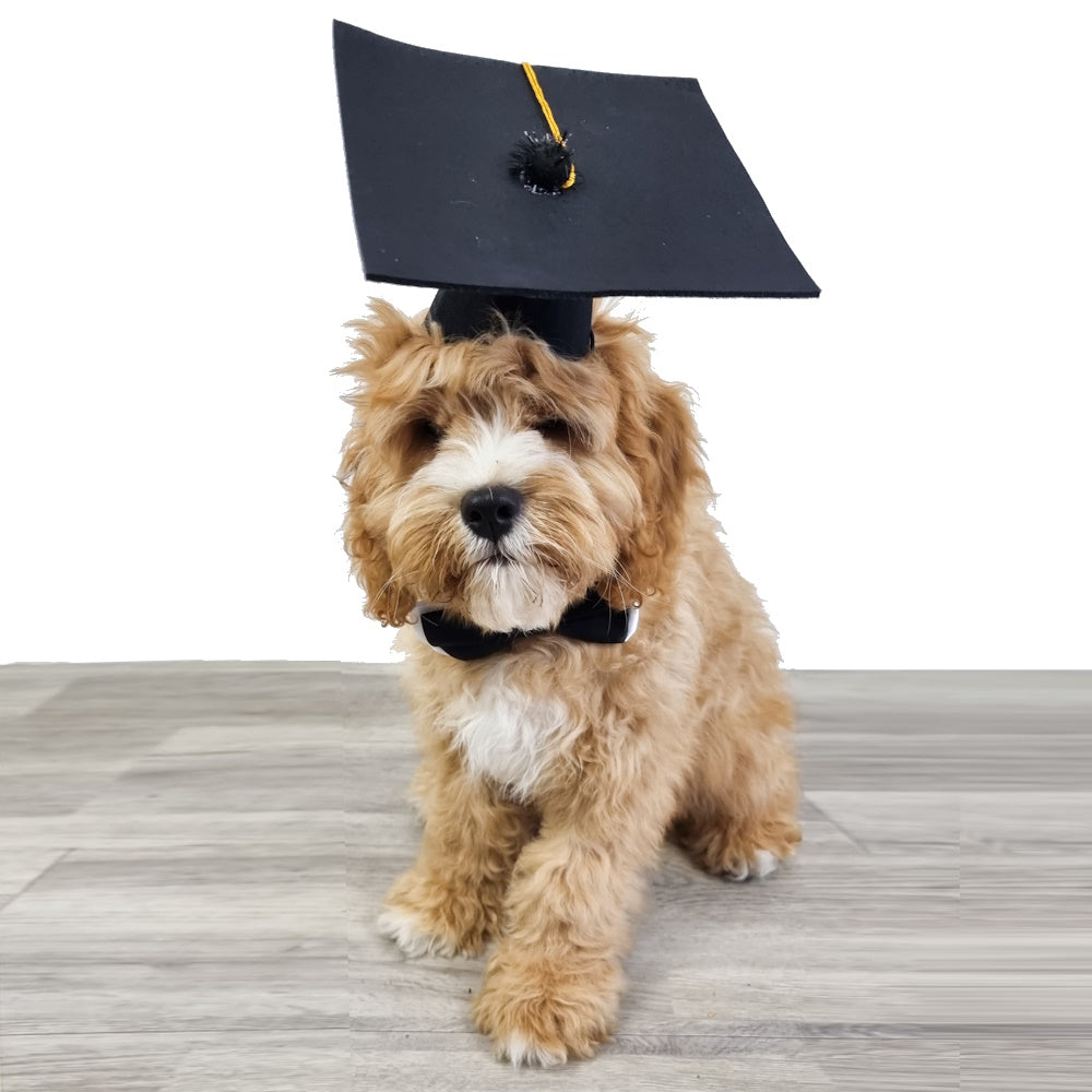 Graduation Hat and Bow Tie