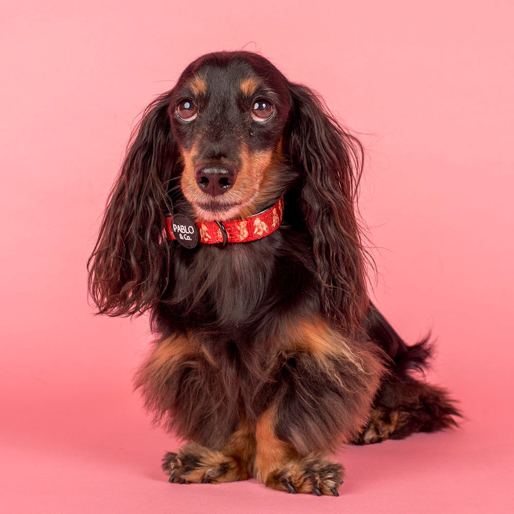 Pablo & Co Henry Bear Dog Collar