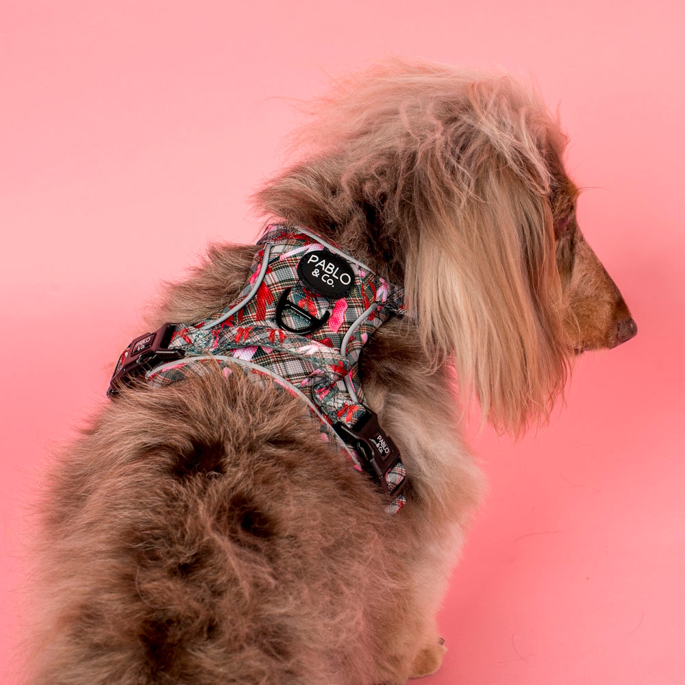 Pablo & Co Wrapped in Ribbons No Pull Dog Harness