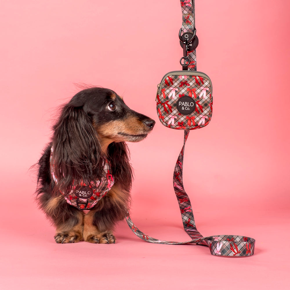 Pablo & Co Wrapped in Ribbons Dog Leash