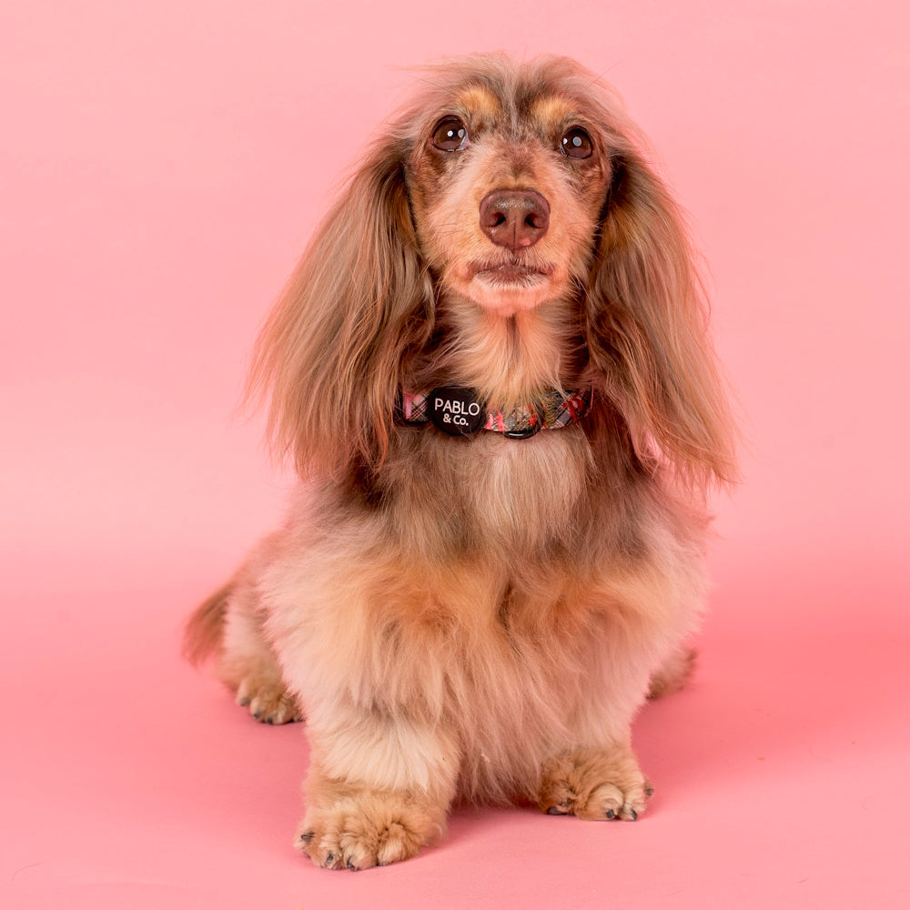 Pablo & Co Wrapped in Ribbons Dog Collar