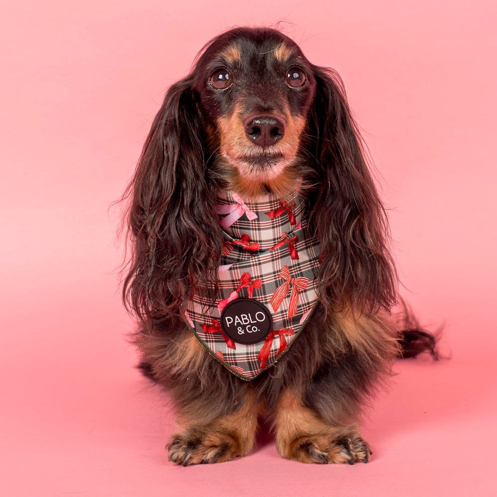 Pablo & Co Wrapped in Ribbon Dog Bandana