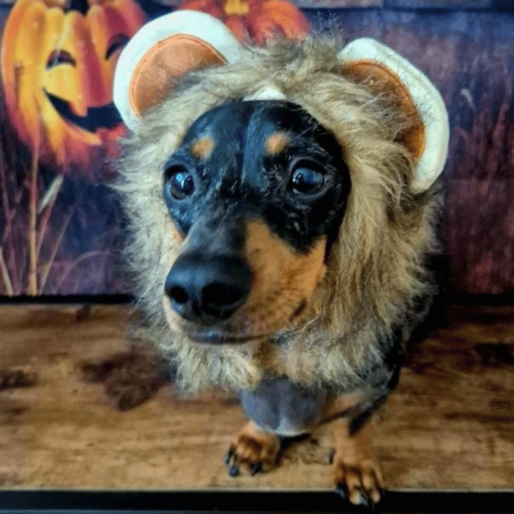 Lion Mane Dog Costume Small - Medium dogs