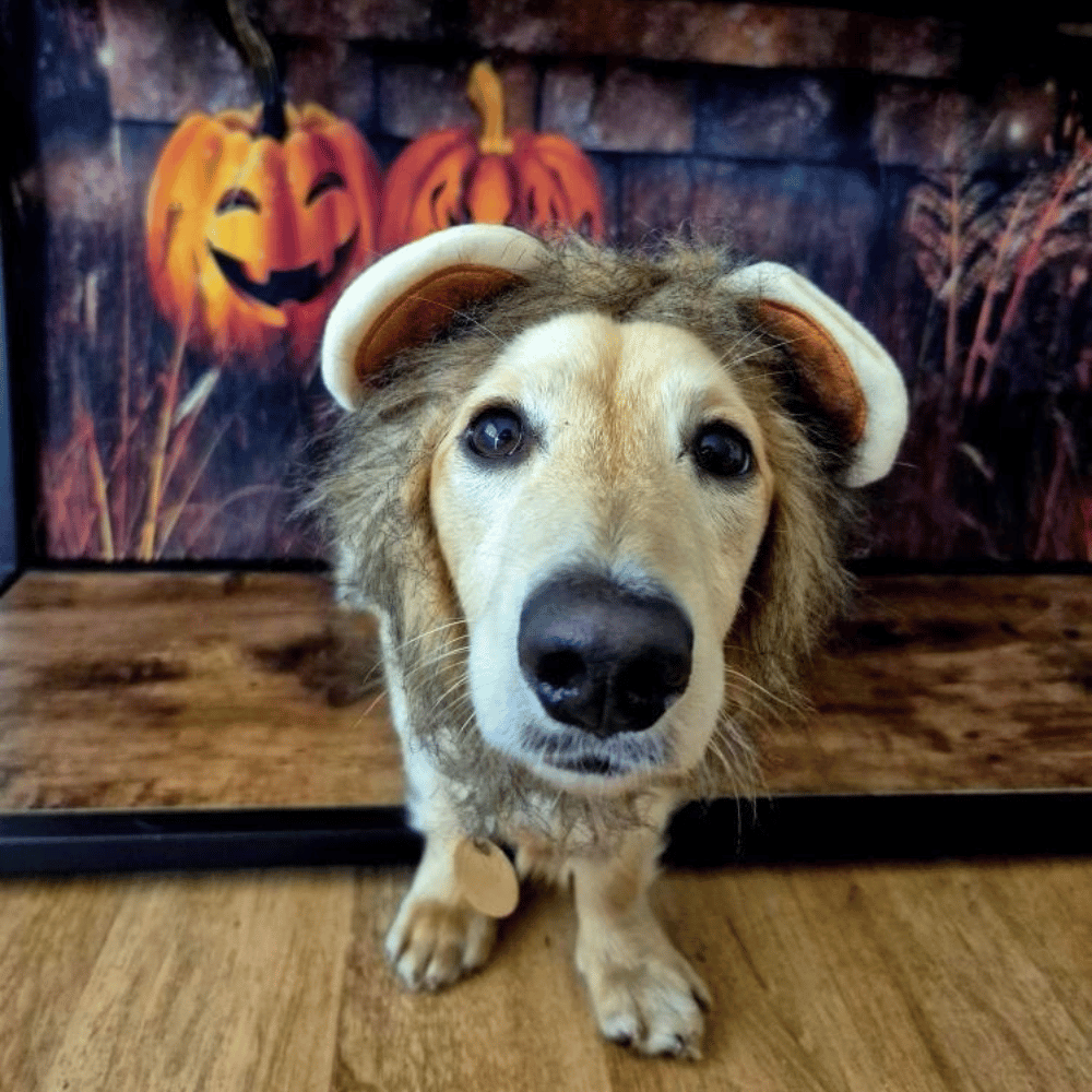 Lion Mane Dog Costume Small - Medium dogs