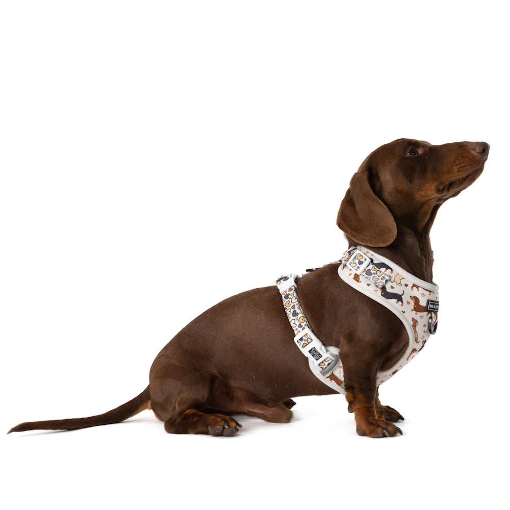 Big & Little Dogs Dashie Lovers Adjustable Harness