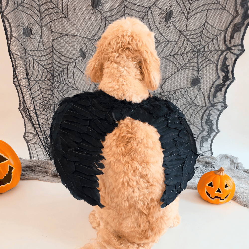 Angel Wings Dog Costume