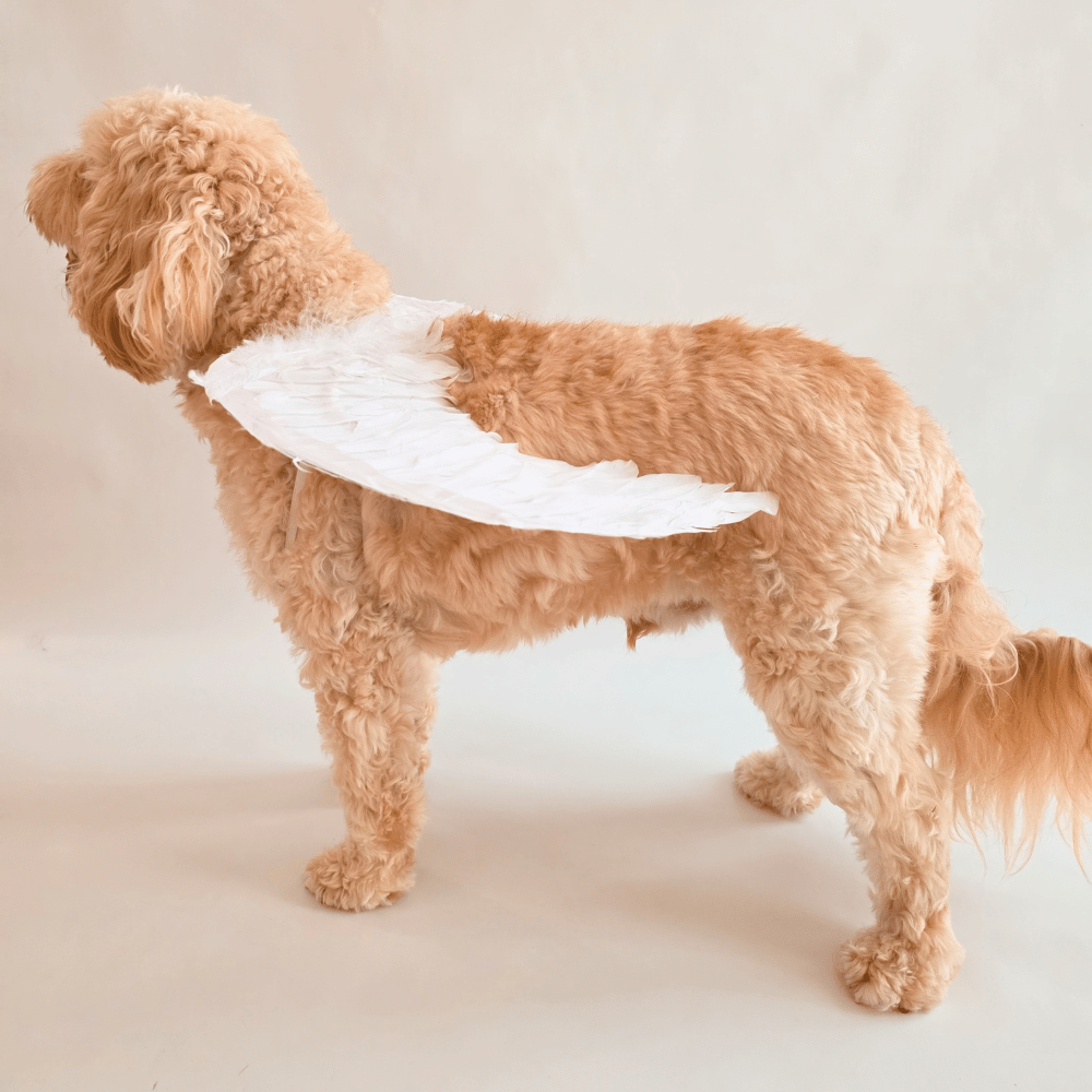 Angel Wings Dog Costume