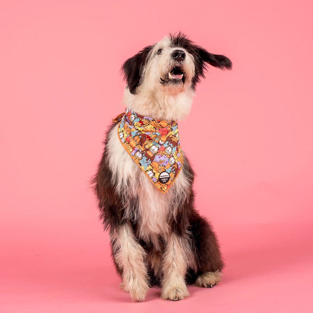 Pablo & Co: As Sweet as Garfield Dog Bandana