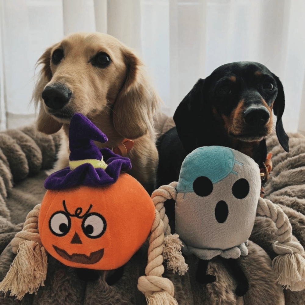 Witchy Pumpkin Rope Plush Dog Toy
