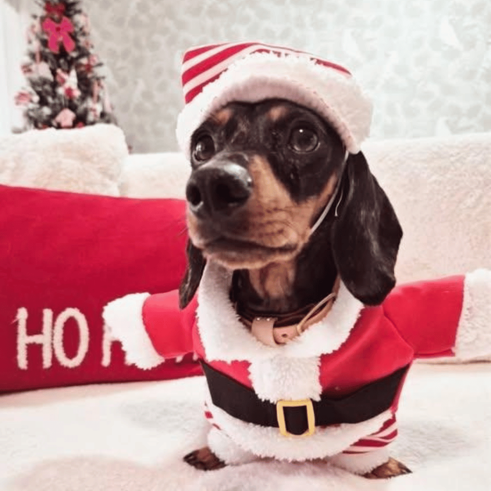 Santa Claus Upright Dog Costume