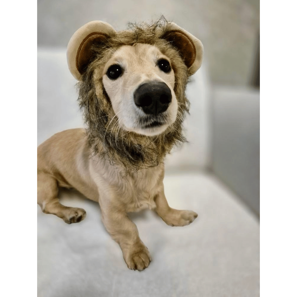 Lion Mane Dog Costume Small - Medium dogs