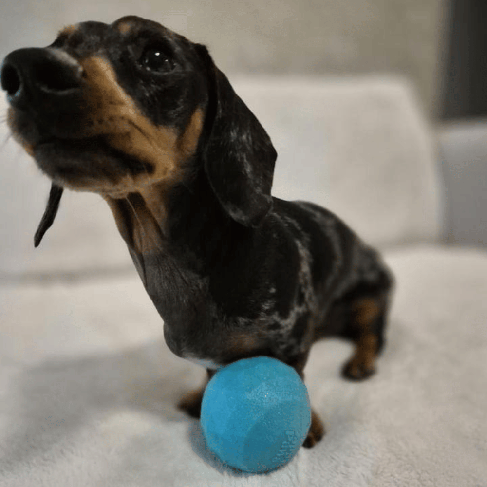 Zippy Paws Waggle Ball