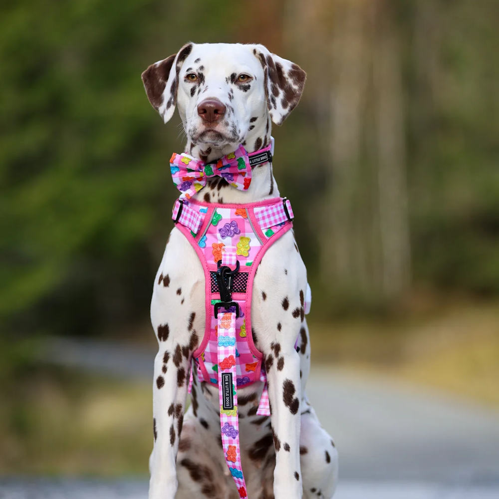 Big & Little Dogs Beary Sweet All Rounder Harness