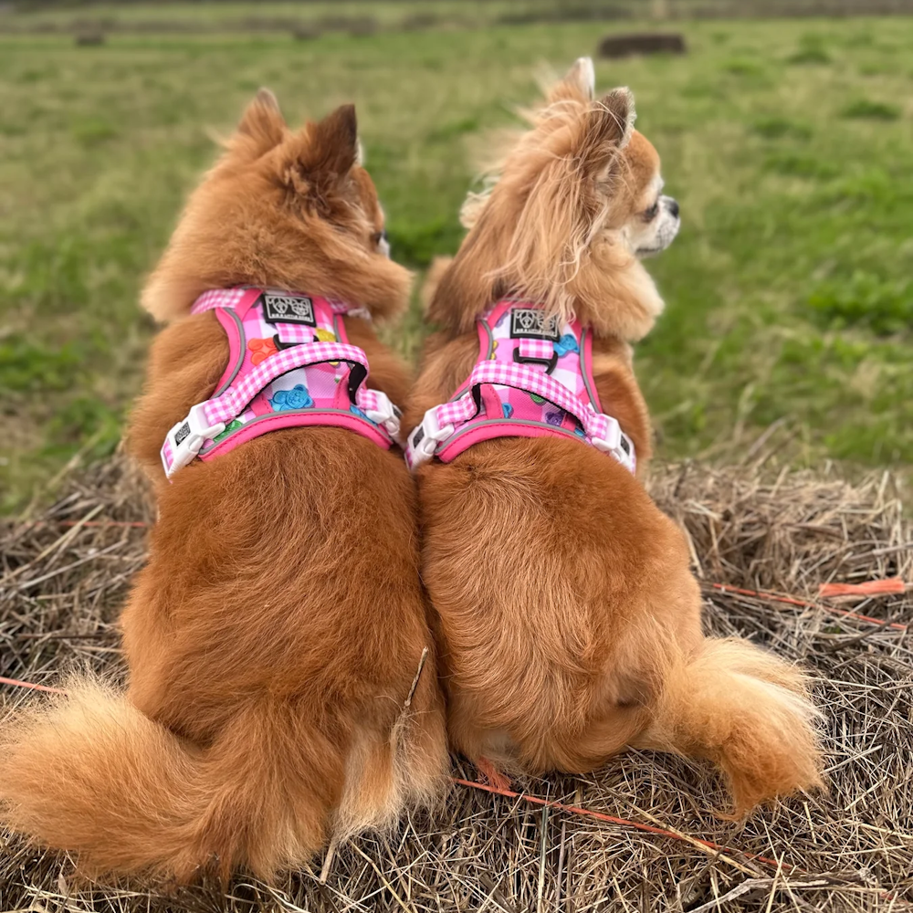 Big & Little Dogs Beary Sweet All Rounder Harness