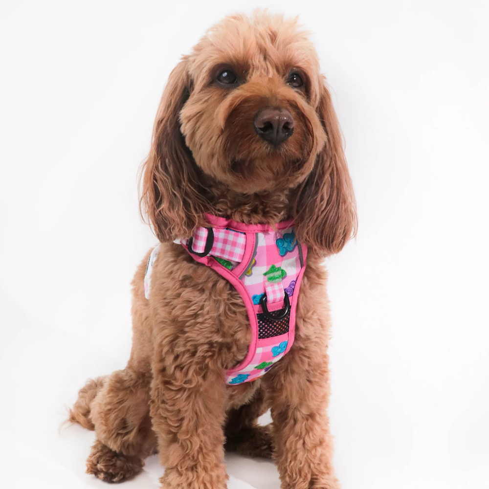 Big & Little Dogs Beary Sweet All Rounder Harness