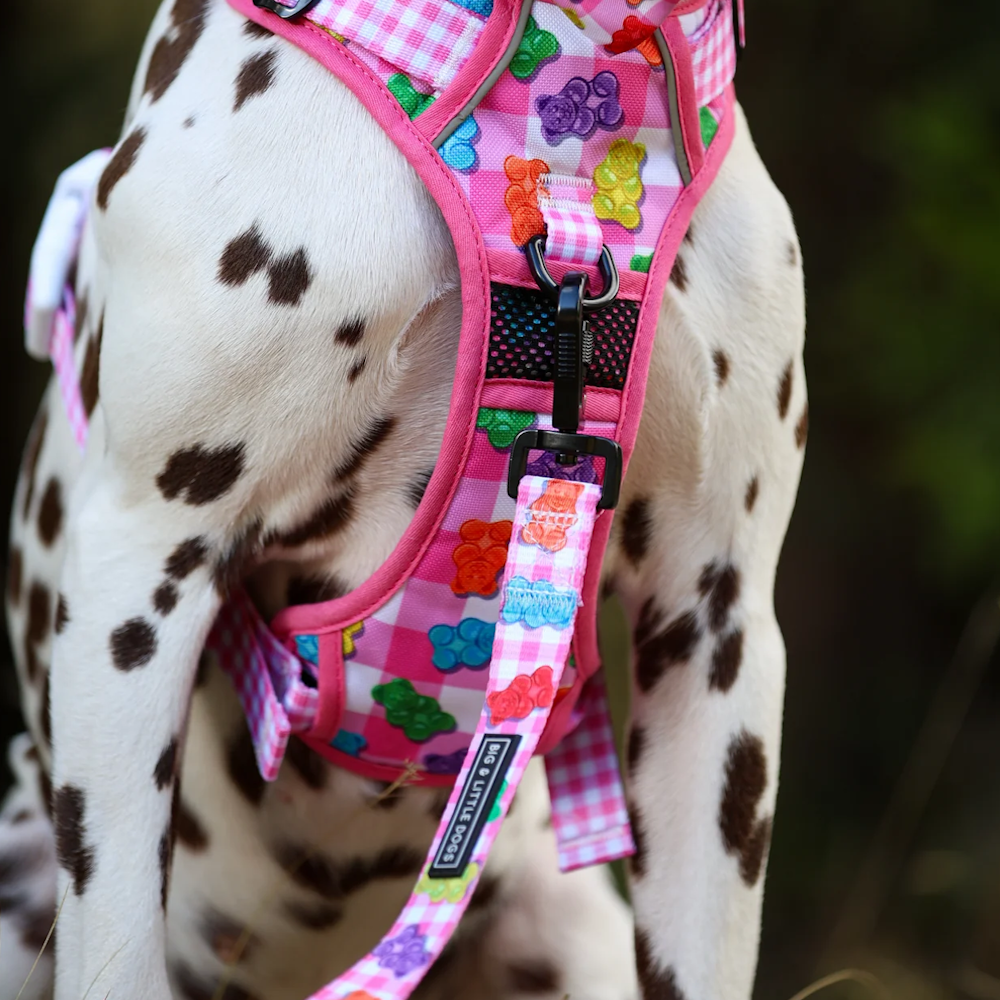 Big & Little Dogs Beary Sweet Dog Leash