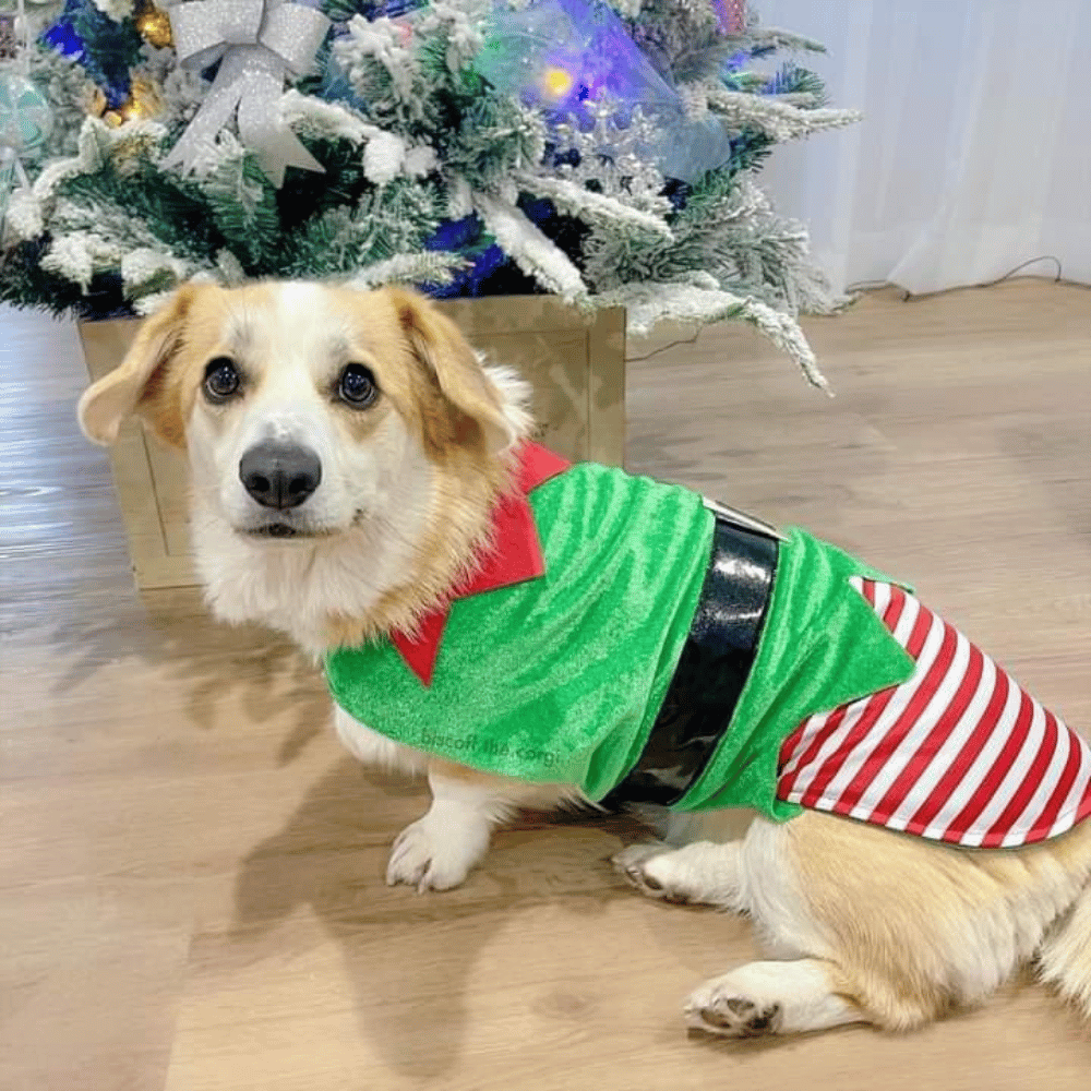 Elf Dog Costume