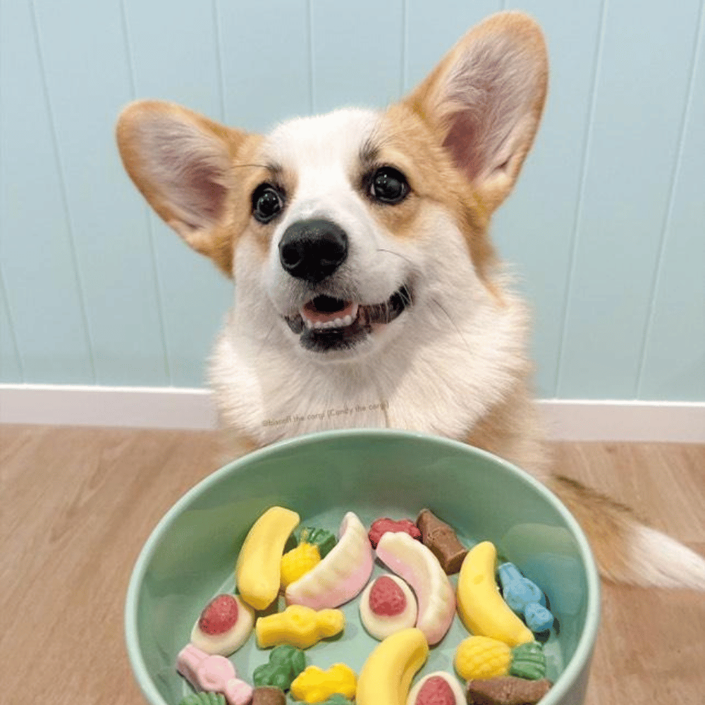 Pawty Mix Dog Lollies