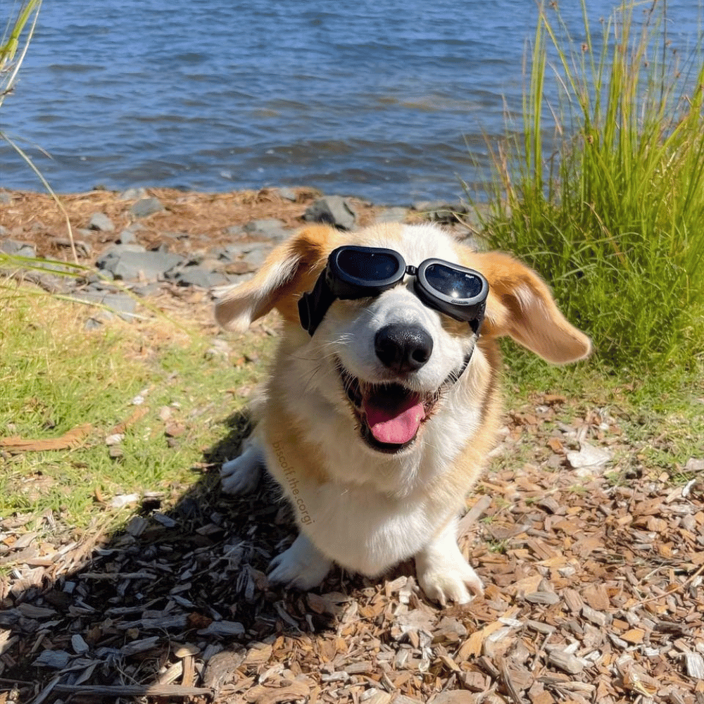 Jelly Bean Dog Goggles