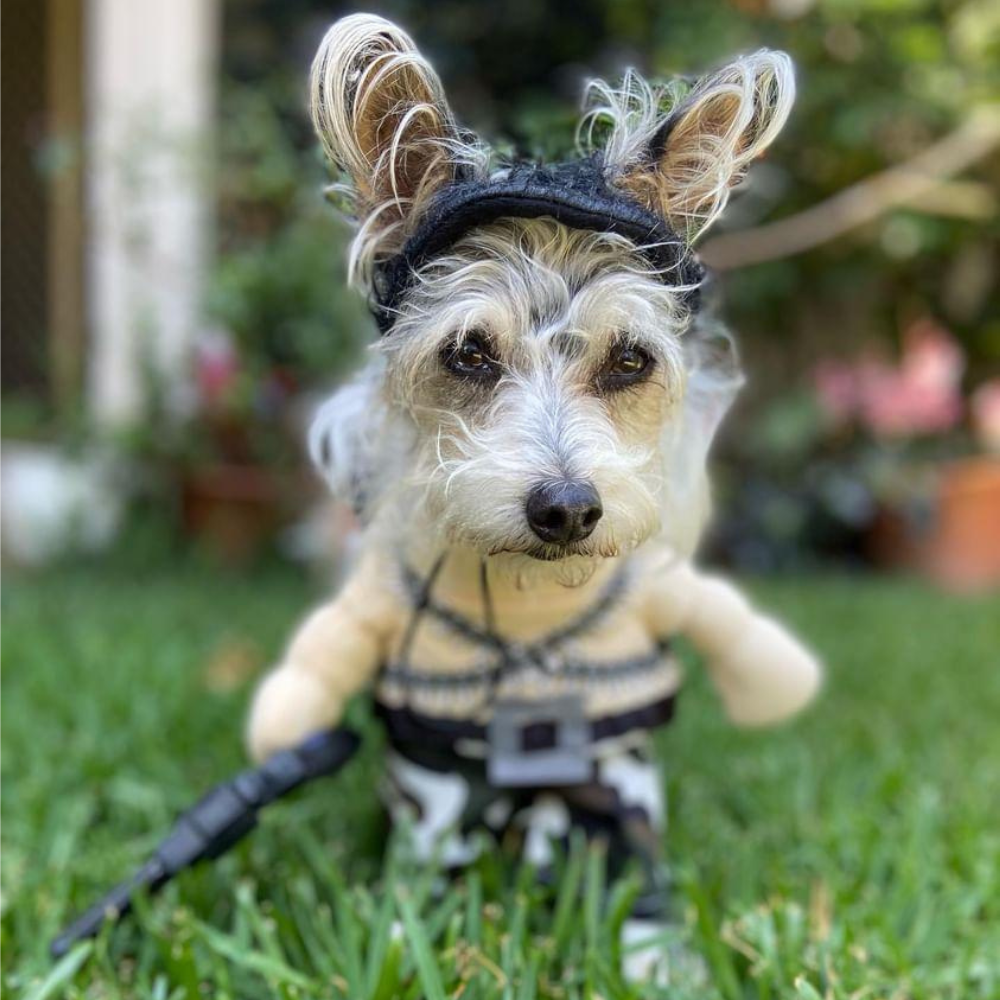 Rambo Dog Costume