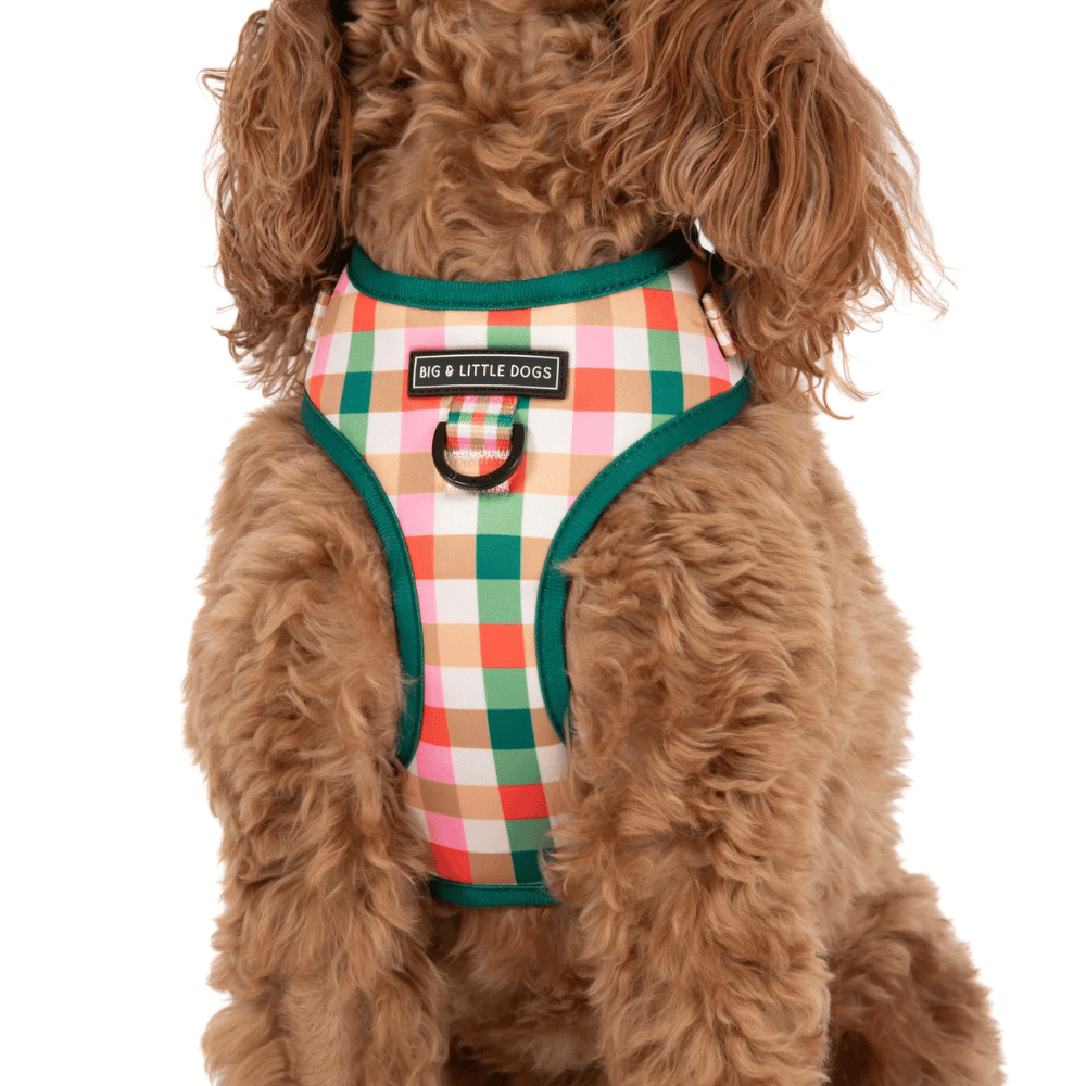 Big & Little Dogs Candy Lane Plaid Adjustable Harness