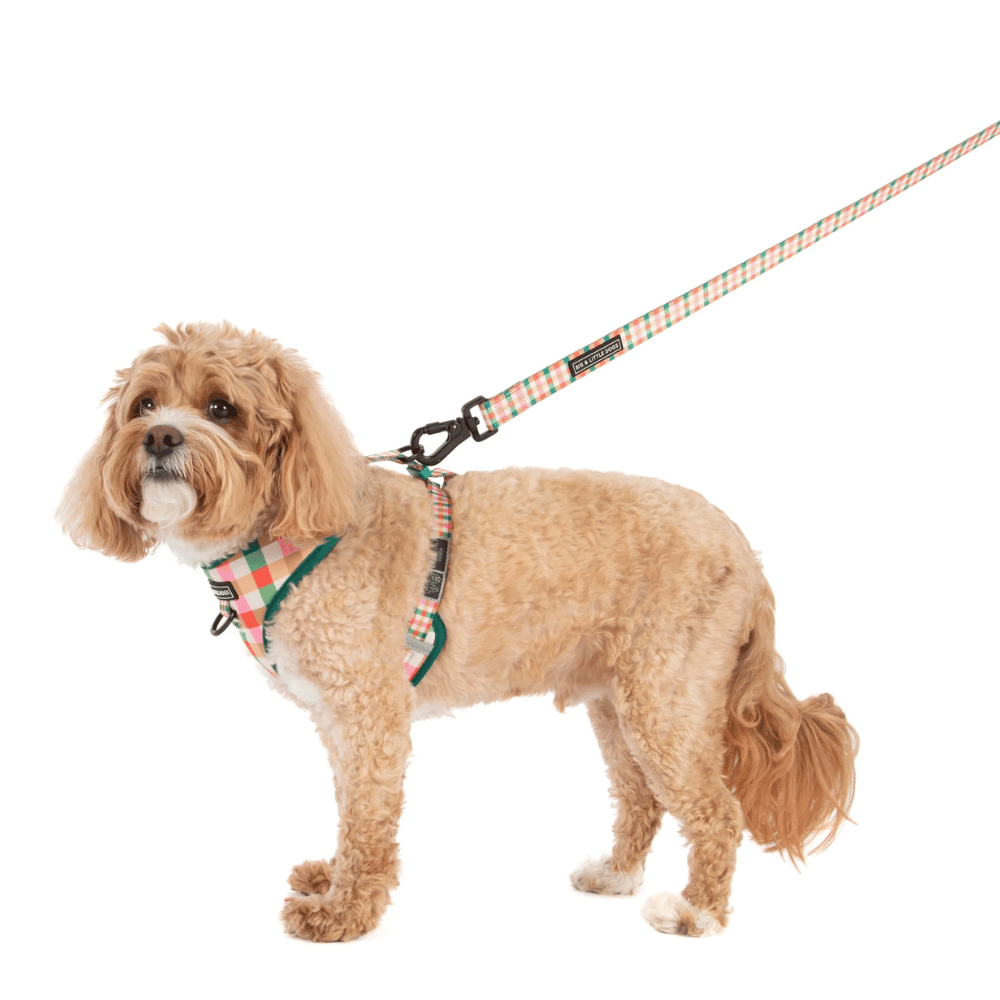 Big & Little Dogs Candy Lane Plaid Adjustable Harness