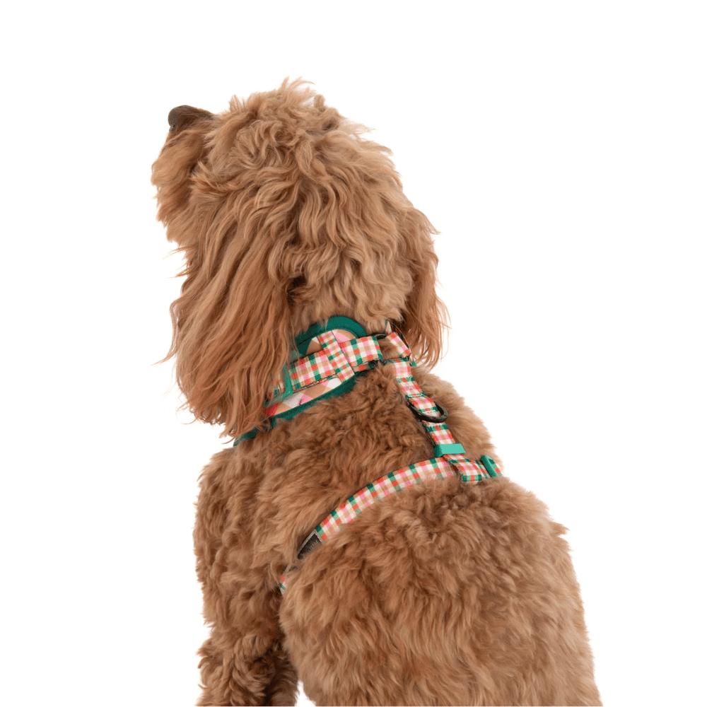 Big & Little Dogs Candy Lane Plaid Adjustable Harness