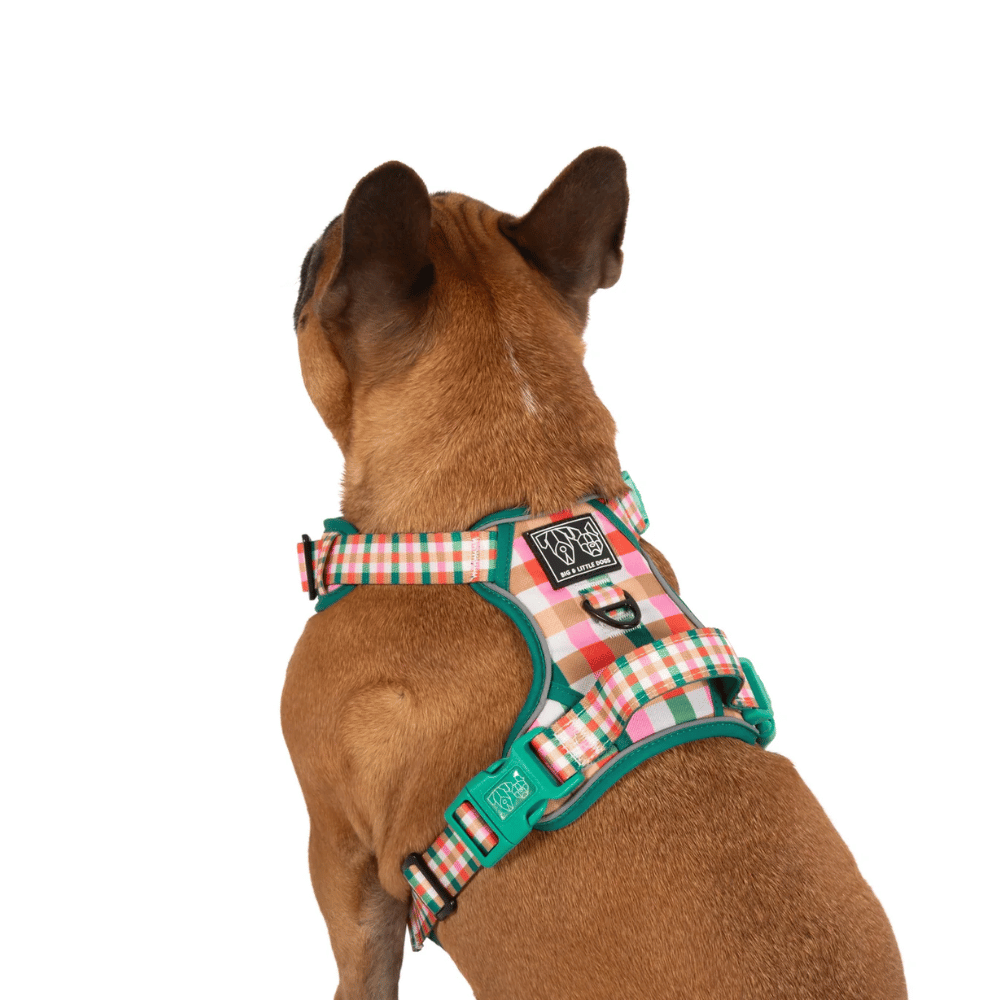 Big & Little Dogs Candy Lane Plaid All Rounder Harness