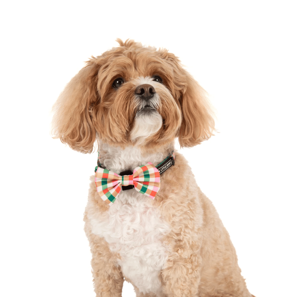 Big & Little Dogs Candy Lane Plaid Collar & Bow Tie