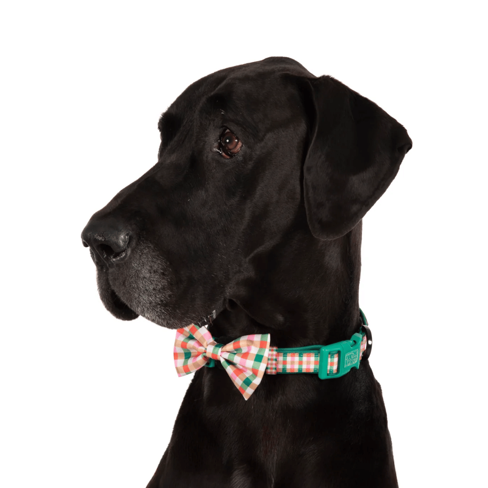 Big & Little Dogs Candy Lane Plaid Collar & Bow Tie