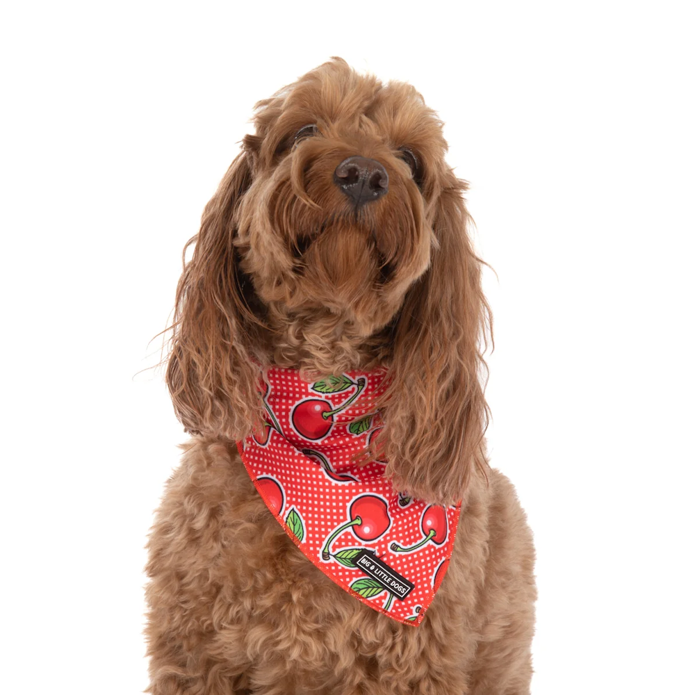 Big & Little Dogs Cherrylicious Bandana