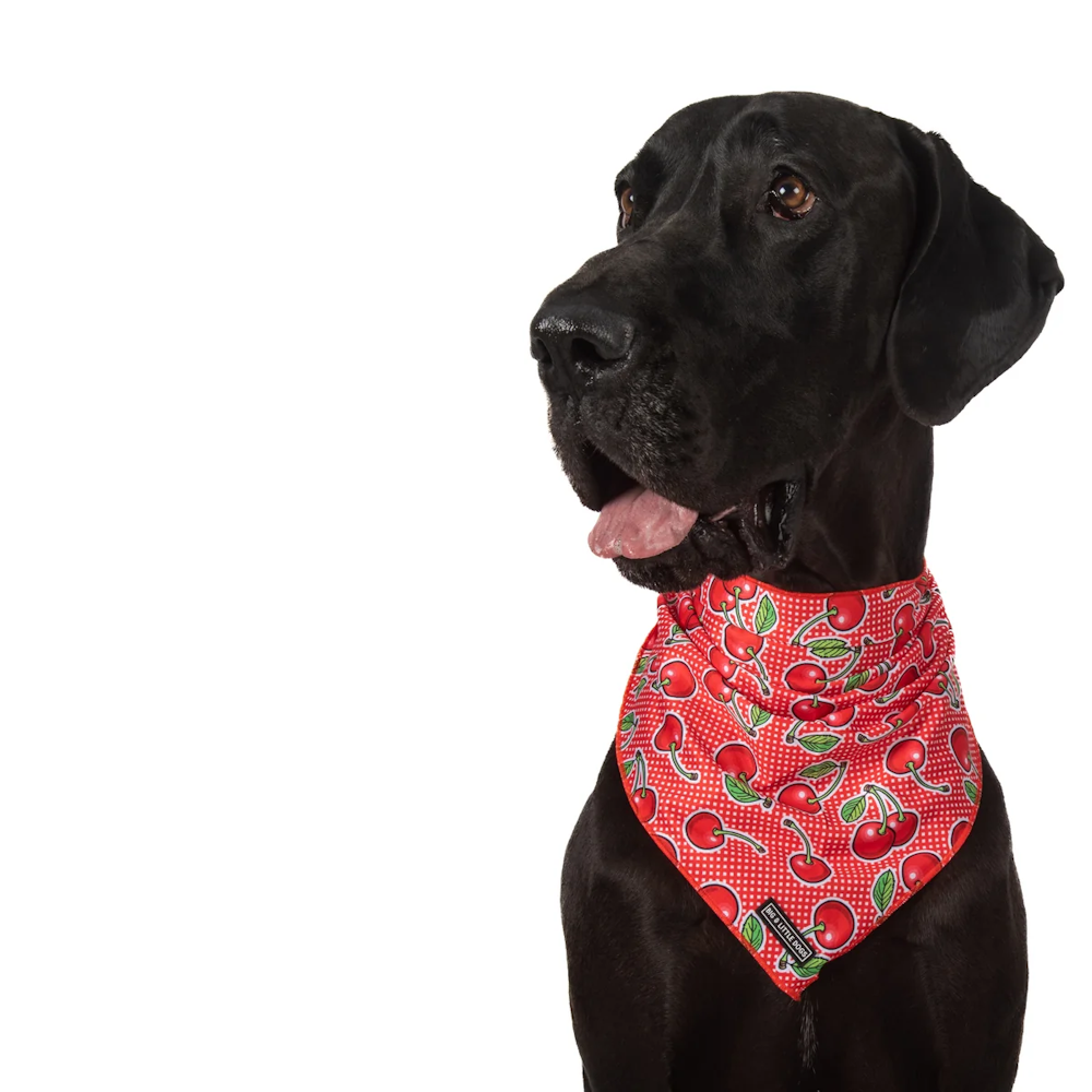 Big & Little Dogs Cherrylicious Bandana