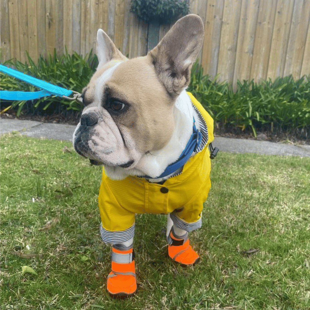 Dog Raincoat - Yellow