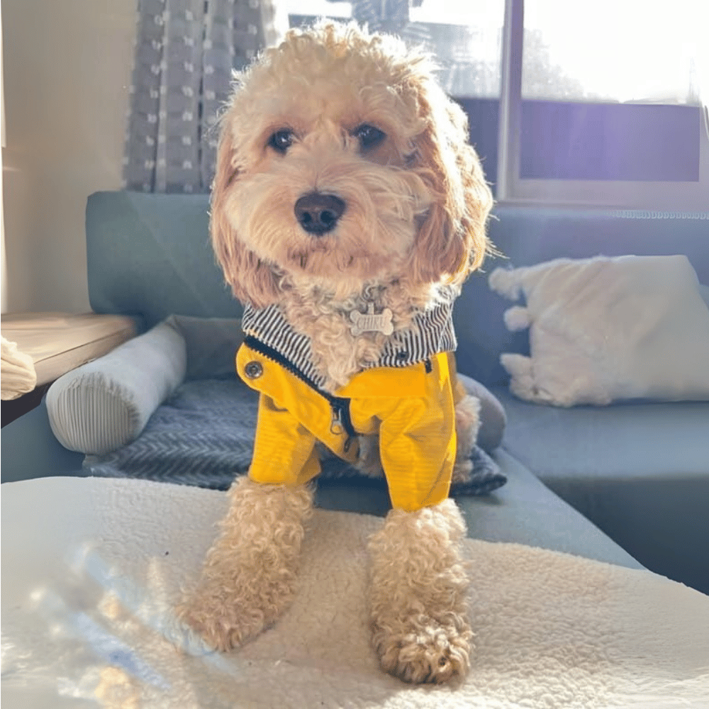 Dog Raincoat - Yellow