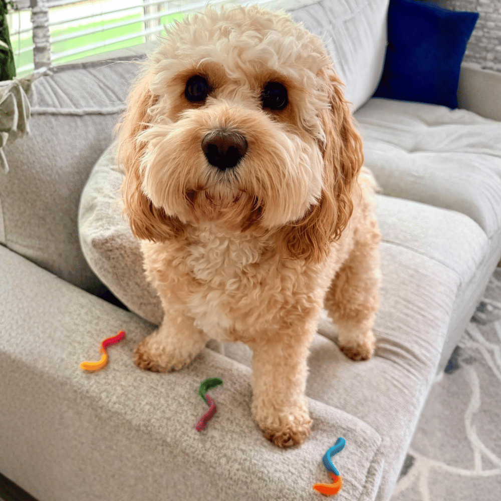 Wriggly Worms Dog Lollies