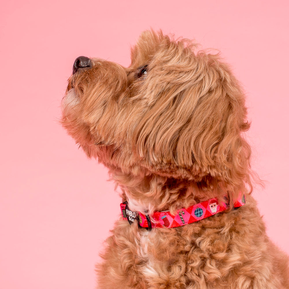 Pablo & Co Christmas Cheer: Dog Collar