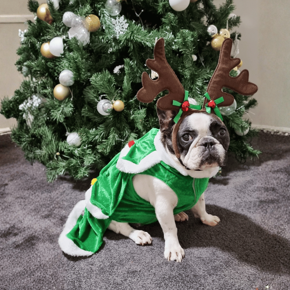 Christmas Tree Dog Costume