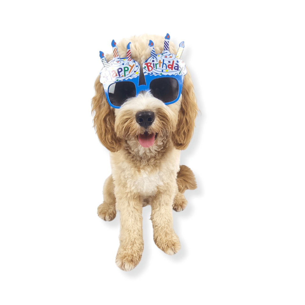 Happy Birthday Cupcake Dog Glasses