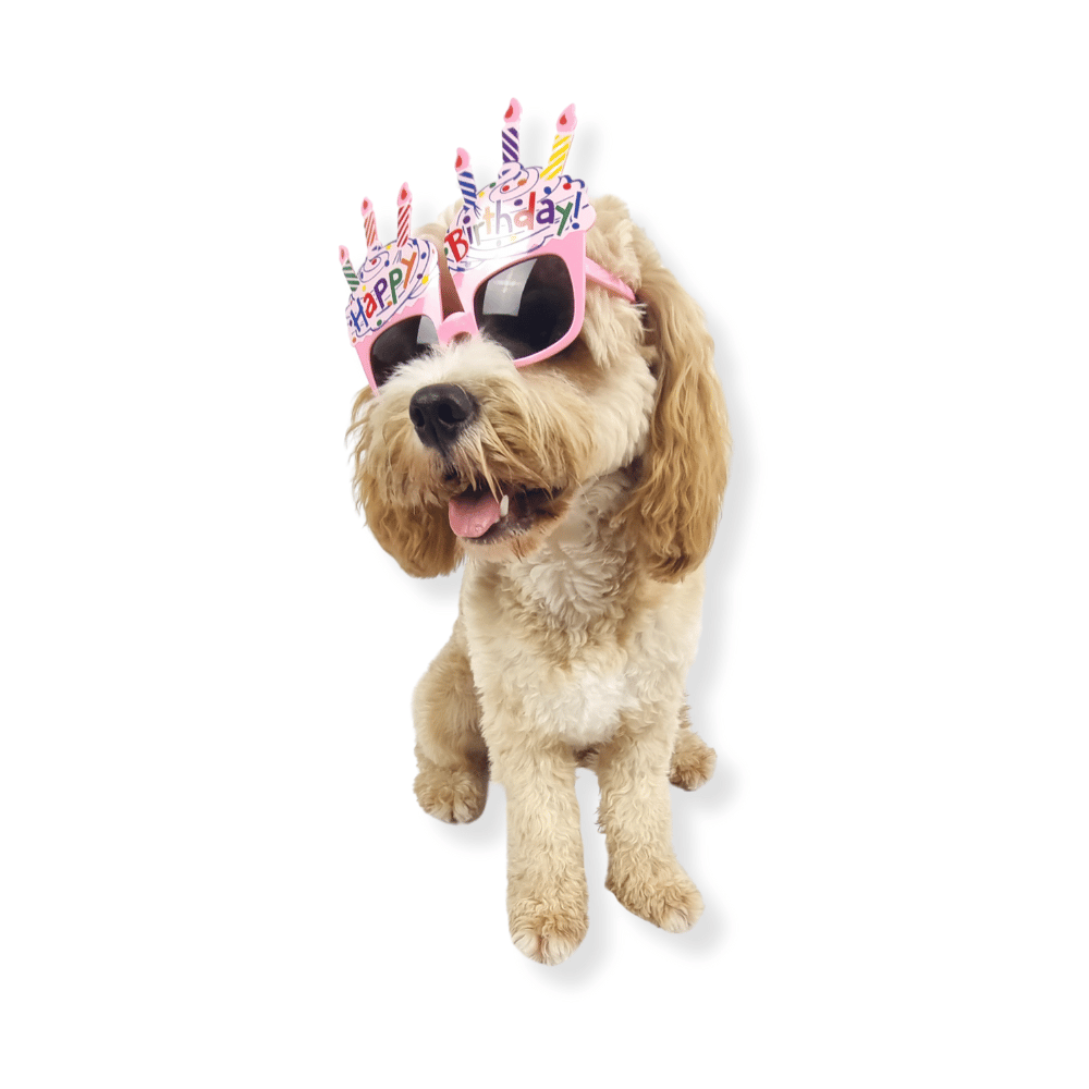 Happy Birthday Cupcake Dog Glasses