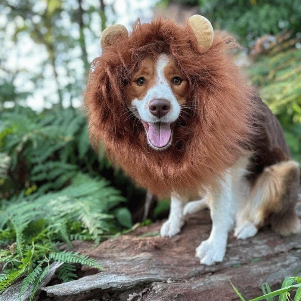 Lion Mane Dog Costume - Medium to Large Dogs