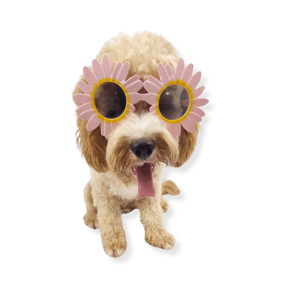 Daisy Dog Glasses