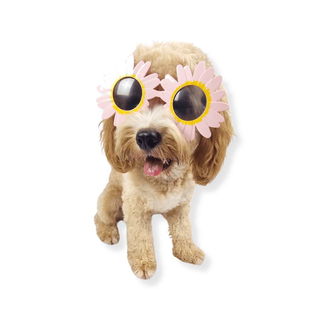 Daisy Dog Glasses