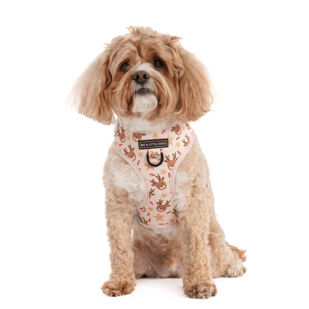 Big & Little Dogs Dashing Through The Stars Adjustable Harness