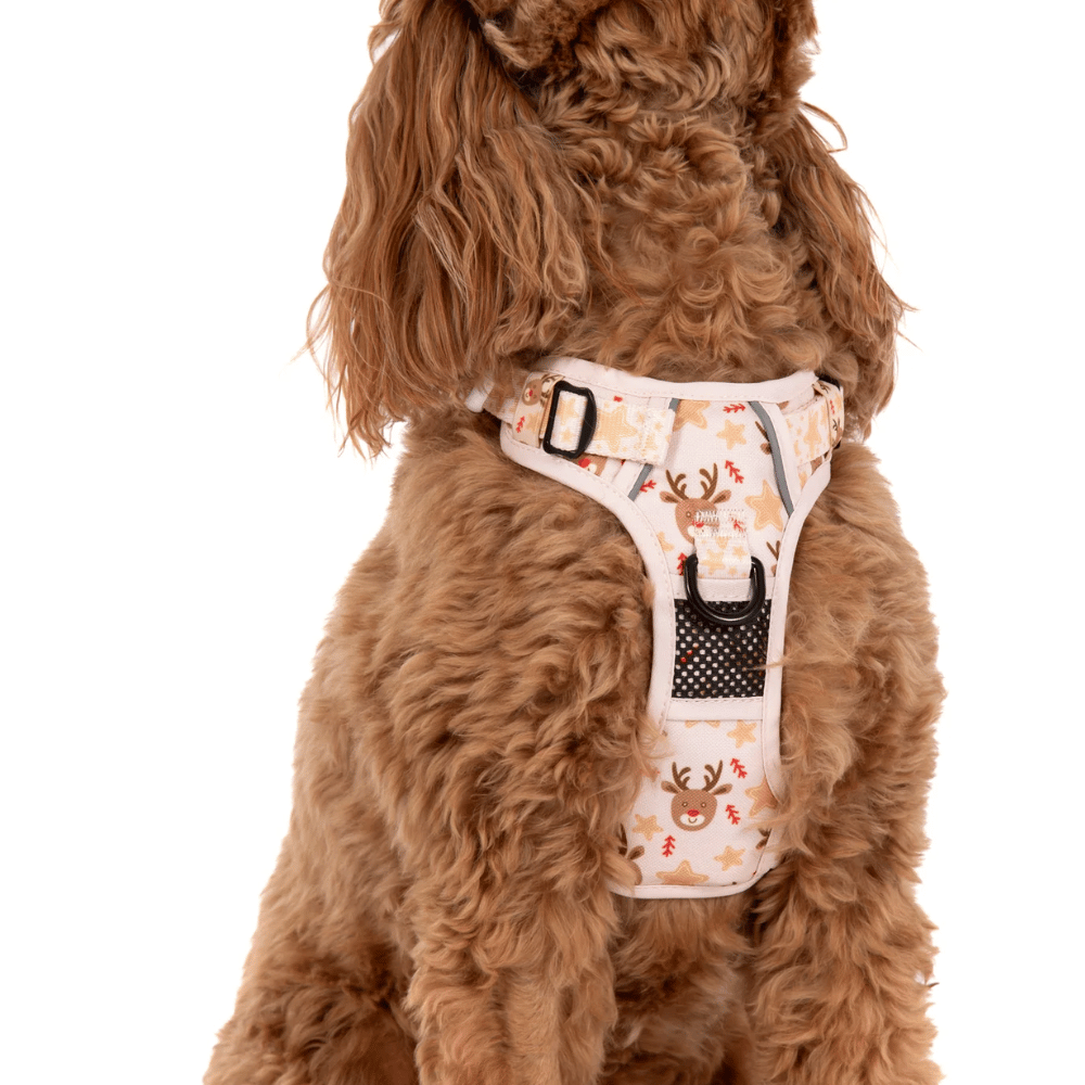 Big & Little Dogs Dashing Through The Stars All Rounder Harness